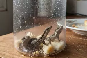 Tutorial perangkap cicak sederhana tanpa bahan kimia, cukup pakai bahan dapur