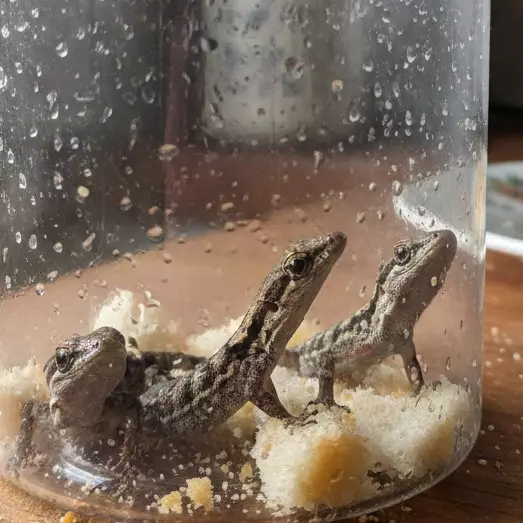 Tutorial perangkap cicak sederhana tanpa bahan kimia, cukup pakai bahan dapur