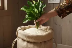 Beras karung tahan lama bebas kutu, tambah daun jeruk purut saja, ini caranya