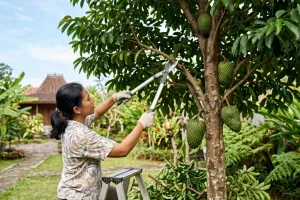 Cara memangkas pohon sirsak yang benar agar buah lebat dan pohon tidak terlalu tinggi