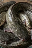 Ikan kesat dan tidak bau, intip cara membersihkannya dengan tepung terigu