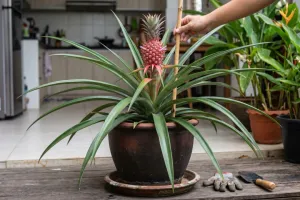 Cara memaksa nanas madu cepat berbuah di pot tanpa merusak tanaman