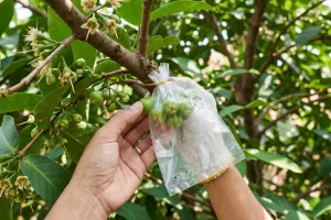 Pohon jambu air rajin berbunga tapi buahnya busuk? Jangan panik, lakukan langkah ini