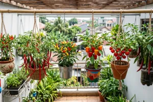 Pekarangan sempit bukan halangan, ini 6 jenis cabai yang cantik jika ditanam gantung