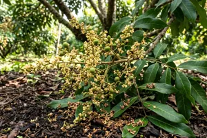 Bunga kelengkeng rontok sebelum jadi buah? Ini penyebab dan cara mengatasinya