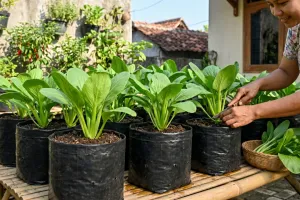 Cara menanam sawi hijau di polybag, panen dalam 30 hari meski tidak punya lahan