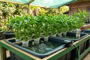 Cara merawat kangkung hidroponik anti layu, dari nutrisi hingga waktu panen yang tepat
