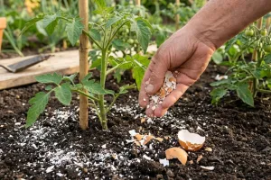 Cangkang telur ternyata bisa cegah busuk buah tomat, begini cara menggunakannya