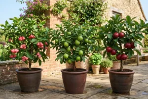 Cara menanam jambu kristal, jambu air, dan jambu bol di pot agar cepat berbuah
