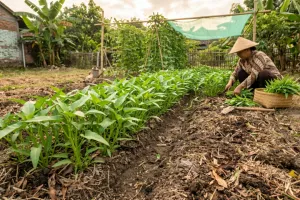 Menanam kangkung di lahan kering, panduan lengkap dari benih sampai panen