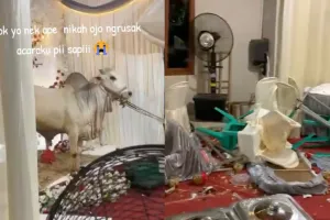 Momen nyesek calon pengantin saksikan tenda pernikahan diseruduk sapi kurban sampai berserakan