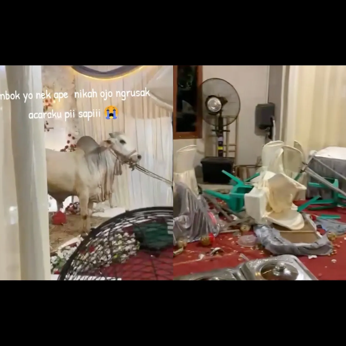 Momen nyesek calon pengantin saksikan tenda pernikahan diseruduk sapi kurban sampai berserakan