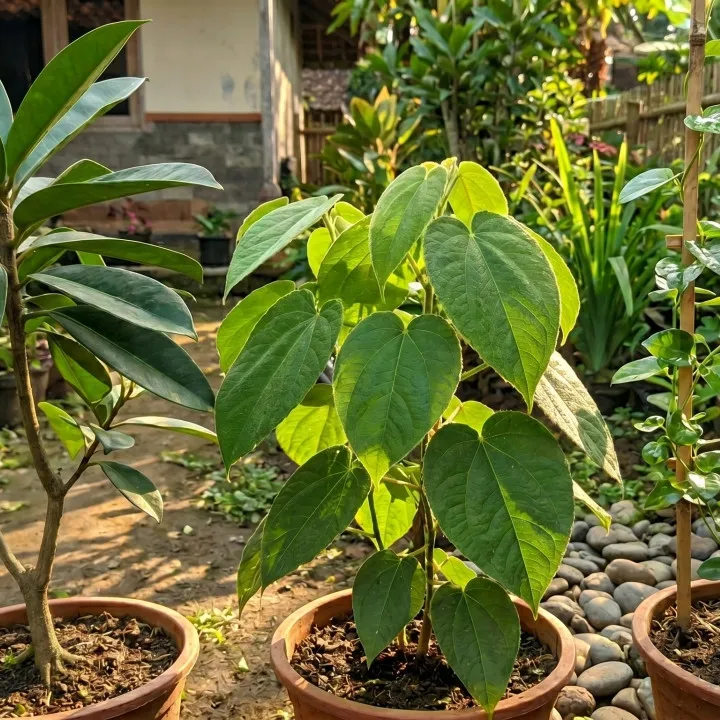 Cara menanam daun cincau hijau di rumah agar subur, daunnya lebat dan cepat dipanen