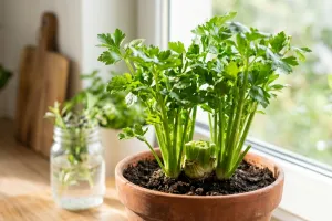 Modal sisa seledri dapur, begini cara menanamnya di pot atau polybag hingga panen