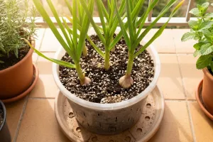 Menanam bawang putih di pot di rumah, cara tepat agar tidak busuk dan panen maksimal