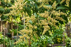 7 Cara alami bikin mangga di halaman cepat berbunga dan berbuah lebat