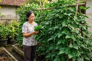 Kacang panjang di pekarangan cuma rimbun daun? Begini triknya biar berbuah lebat