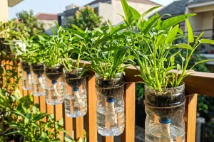 Cara menanam kangkung di botol plastik bekas, murah, mudah, dan bisa panen berkali-kali