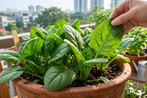 Cara budidaya bayam di pot agar cepat panen dan hasilnya melimpah sepanjang tahun