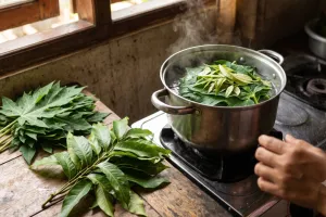 Kamu suka daun pepaya tapi benci pahitnya? ini solusinya tanpa tanah liat