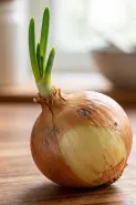 Bawang bombai tumbuh tunas hijau, ini tanda masih layak dipakai atau harus dibuang