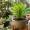 Cara menanam selada romaine di rumah agar tumbuh sehat, ini langkahnya