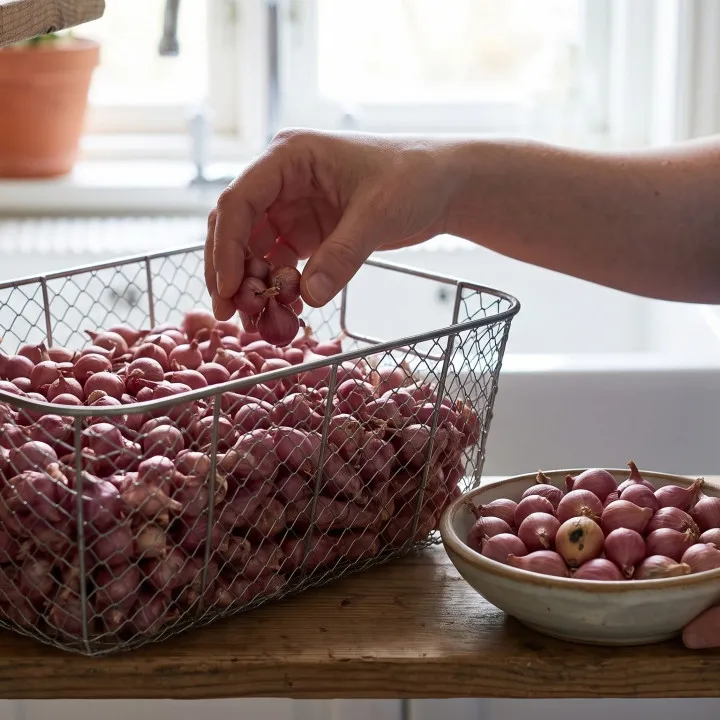 Bawang merah cepat lembek dan busuk meski disimpan di tempat kering, cek 5 kesalahan ini