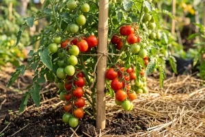 Tanaman tomat rimbun tapi buah sedikit? Ini cara merawatnya agar lebih produktif