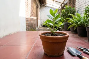 Cara menanam beluntas dari stek batang di pot, cocok untuk halaman sempit