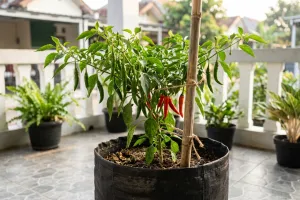 Cara merawat cabai di polybag agar subur dan rajin berbuah, perhatikan 6 hal ini