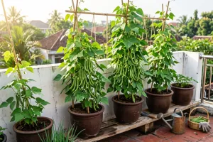 Cara menanam buncis di pot, dari pilih benih hingga bisa dipanen