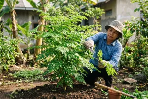 Bikin kelor tetap pendek dan rimbun, begini cara memangkasnya