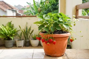 Jangan asal tanam, ini cara menanam stroberi di rumah agar cepat berbuah
