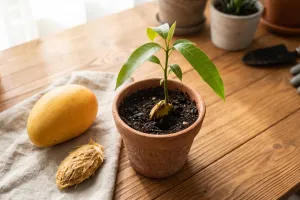 Biji mangga sisa makan ternyata bisa ditanam lagi, begini caranya