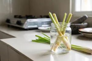Serai dari dapur bisa tumbuh akar lagi, begini cara memulainya di wadah kecil