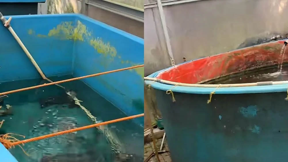 Purbaya mau mancing © 2026 Purbaya mau mancing © 2026