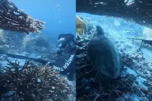 5 Fakta WN China tombak penyu Raja Ampat lalu dimasak, diamankan saat hendak keluar Indonesia