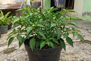 Tanaman cabai subur, bunga tak jadi buah? Ini kesalahan perawatannya