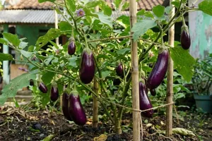 7 Cara merawat tanaman terong agar rajin berbuah, dari pemupukan hingga penyangga
