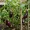 Beberapa panduan berkebun menyarankan sejumlah langkah sederhana yang dapat diterapkan pada tanaman terong di pekarangan maupun lahan pertanian. 