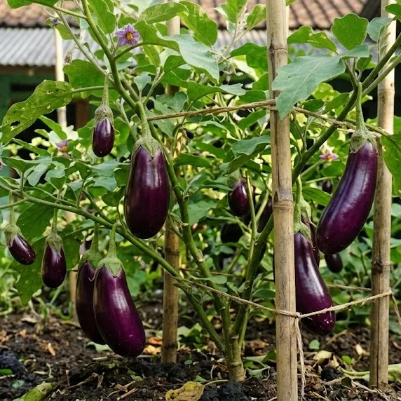 7 Cara merawat tanaman terong agar rajin berbuah, dari pemupukan hingga penyangga
