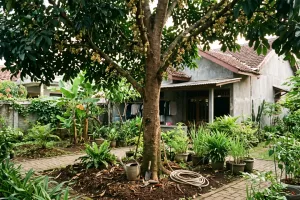 7 Cara merawat pohon duku agar lebih cepat masuk masa berbuah, atur air hingga pemupukan