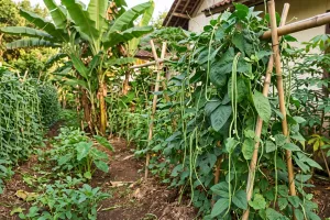 Daun kacang panjang sudah rimbun tapi polong sedikit? cek 7 hal ini