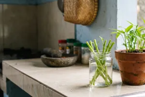 Batang kangkung sisa masak jangan langsung dibuang, begini cara menanamnya lagi