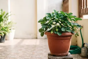 Stroberi di pot cuma rimbun dan banyak daun? Ini 7 cara agar mulai berbuah