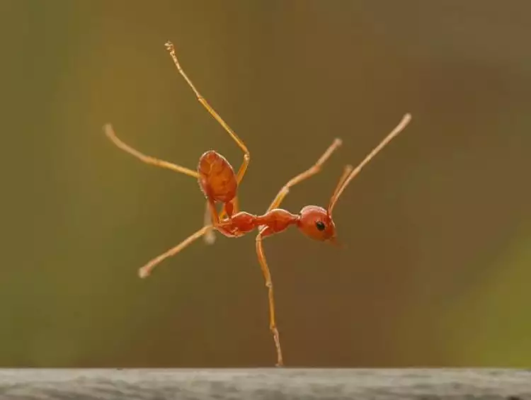 Jepretan keren Robertus Sudiatmoko yang abadikan semut menari