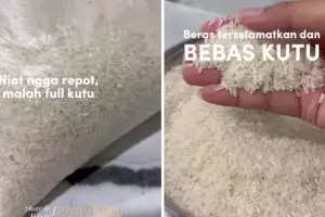 Trik ampuh mengusir kutu beras andalkan 2 bahan dapur, auto kabur dalam hitungan menit
