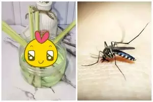 Trik usir nyamuk pakai 1 jenis rempah, ruangan jadi wangi tahan lama dan tak bikin batuk