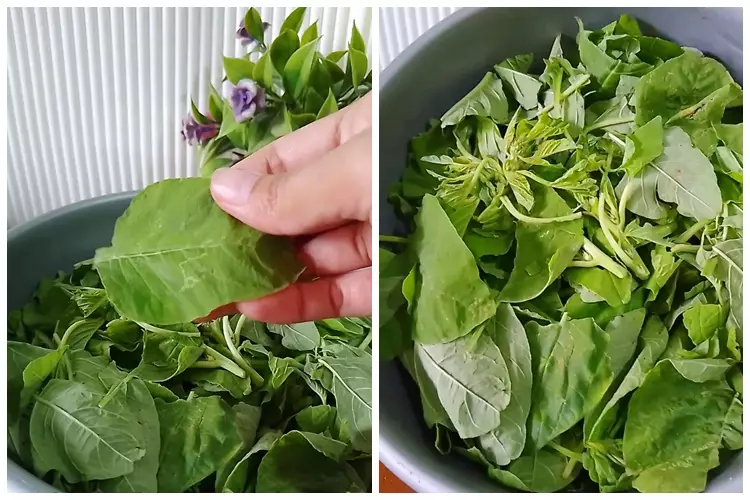 Cara supaya tumisan bayam tidak menghitam dan tetap hijau segar usai dimasak, jangan asal pilih sayur