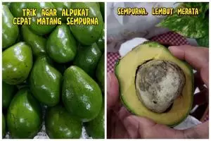 Bukan ditusuk lidi, begini cara cepat mematangkan alpukat dalam 2 hari tanpa busuk